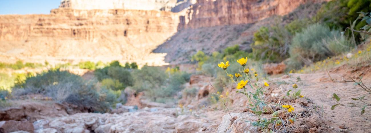 Bright yellow flowers bloom in the Grand Canyon, Arizona, adding color to the rocky landscape.