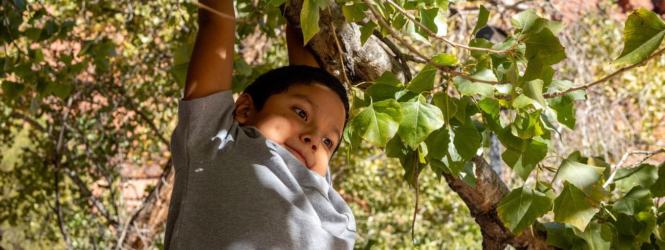 Child in a gray shirt reaching up to hold a tree branch, surrounded by green leaves and trees.