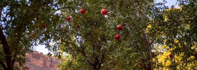 Pomegranates grow on a tree outside Havasupai Elementary School.